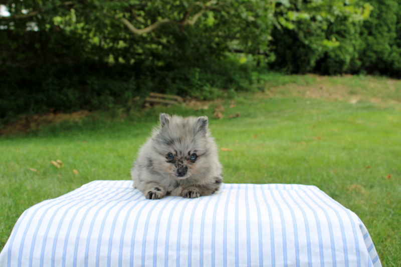 puppy, for, sale, Pomeranian, Matthew B. Stoltzfus, dog, breeder, Gap, PA, dog-breeder, puppy-for-sale, forsale, nearby, find, puppyfind, locator, puppylocator, aca